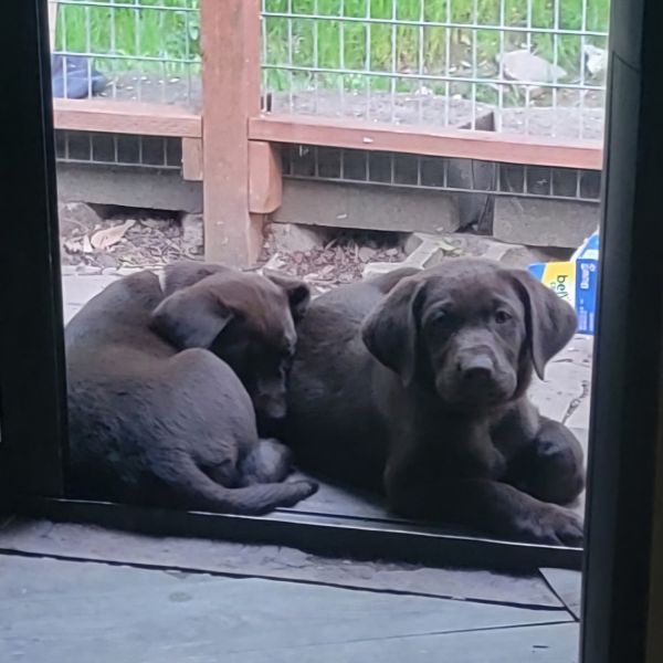 Akc Chocolate Lab Puppies