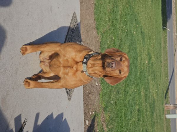Fox Red Labs for sale