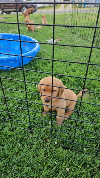 Red lab puppies