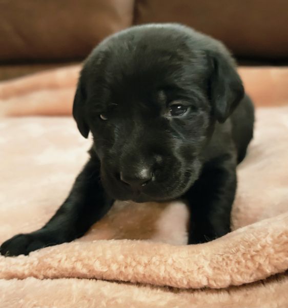 AKC REGISTERED BLACK LAB PUPPIES