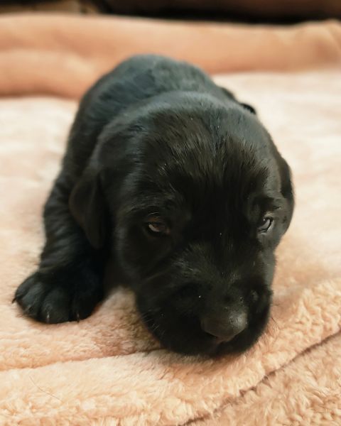 AKC REGISTERED lab puppies