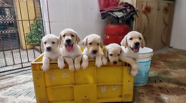 Healthy Fawn Labrador puppies - Male and Female Available