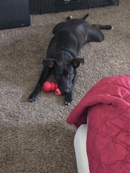 Sadie Jo needs a home