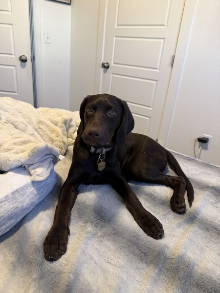Chocolate German shorthair pointer lab mix for sale