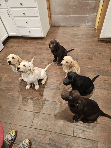 Labrador retriever puppies for sale