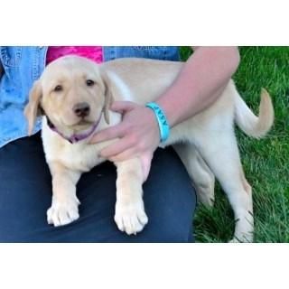 Labrador Retriever They Are Also Well Socialized.