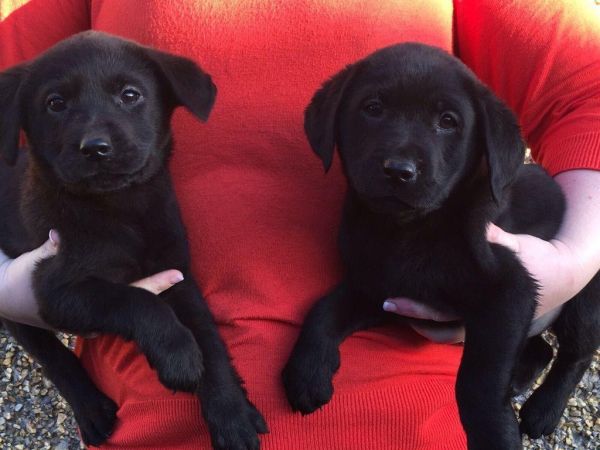 Kc registered labrador puppies for adoption