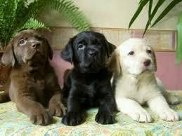 Pedigree Labrador Puppies