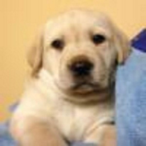 Gorgeous Labrador Retrievers Puppies