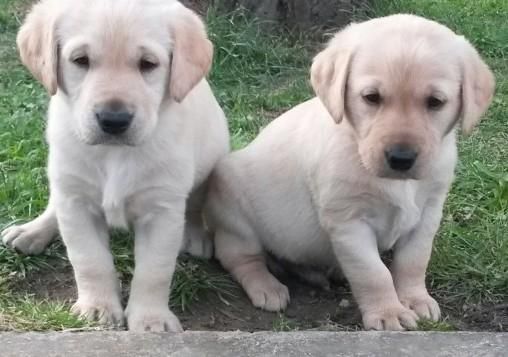 Stunning Chunky Golden Labradors