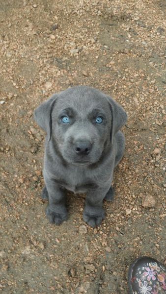 Charcoal Lab - Akc
