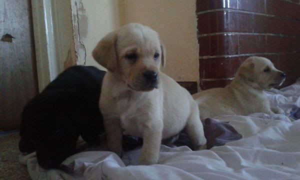 Kc Registerd Working Labrador Puppies