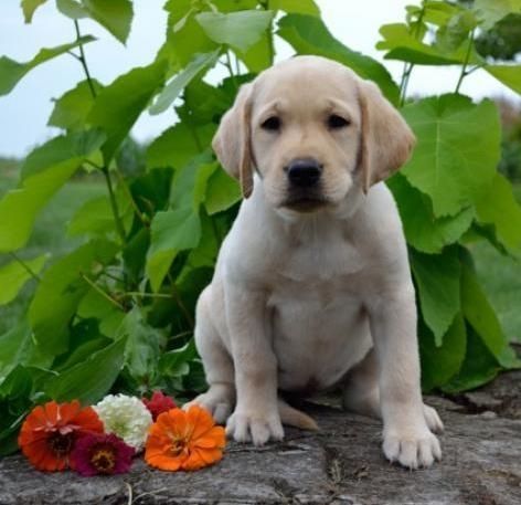 Labrador Retriever Puppy For Sale