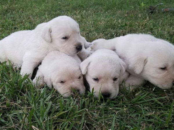 LABRADOR RETRIEVER PUPPIES