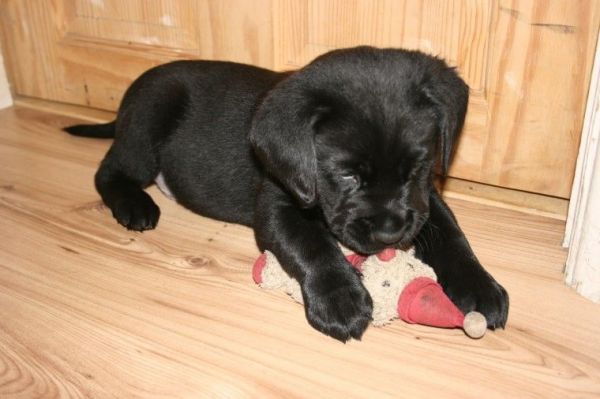 Labrador Puppies