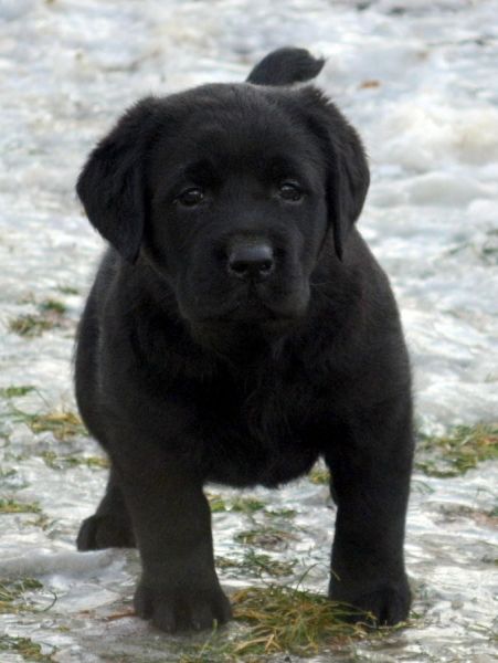 Labrador Retrievers