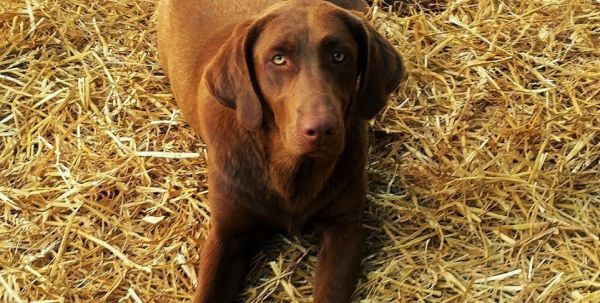 AKC Adult Chocolate Female Labrador Retriever For Sale!