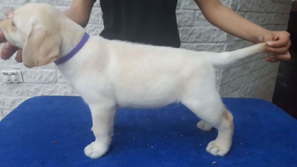 AKC Labrador Retriever Puppies