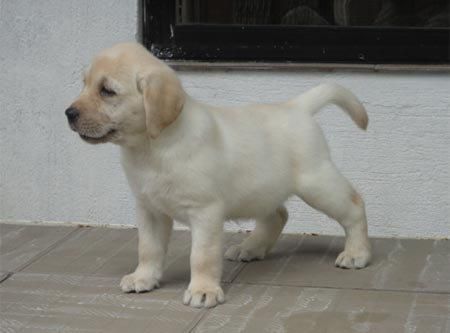 LAB PUPPY FOR SALE