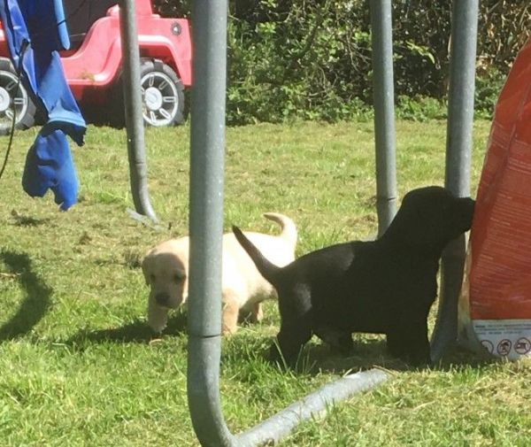 Ready To Go Kc Reg Ft Ch Labrador Retriever