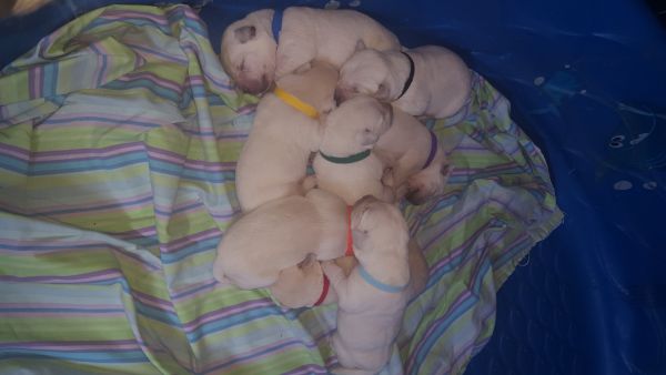AKC white (yellow) Lab puppies
