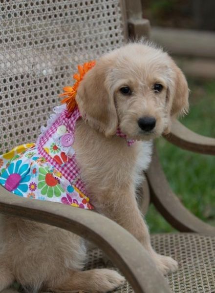 Outstanding Cream Labrador puppies