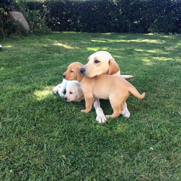 Cute Labrador Retriever