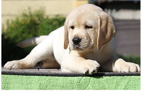 Beautiful AKC Labrador Retriever Puppies