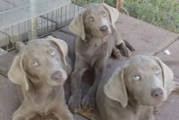 Goodlooking AKC Labrador Retriever Puppies