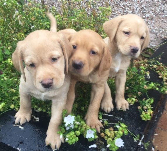 Kennel Club Reg. Gorgeous Silver Labrador Puppies!