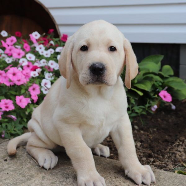 CADE MALE LAB