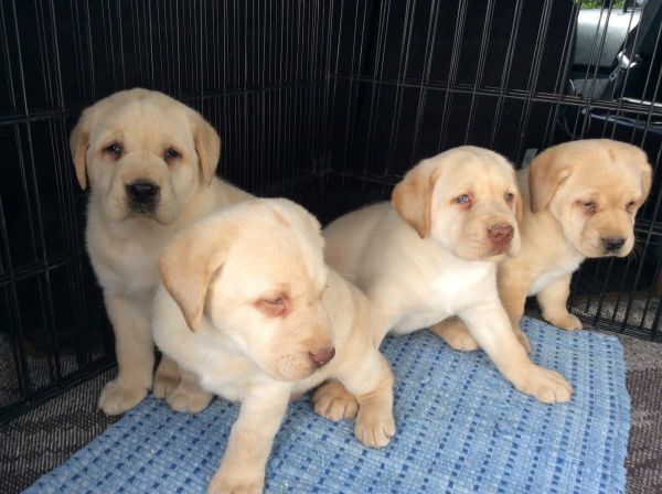 Beautiful AKC Labrador Retriever Puppies