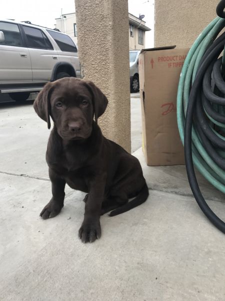 AKC Lab Retriver Puppies