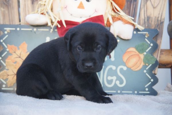 AKC Lab Puppies - Only 1 Left