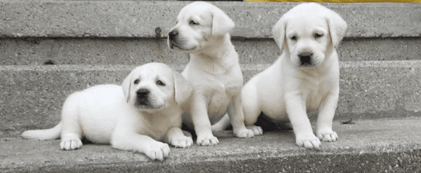 Goodlooking AKC Labrador Retriever Puppies
