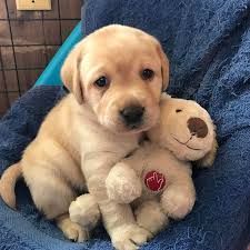 Gorgeous labrador retriever Puppies
