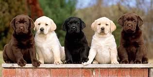 Kc Registered Labrador Retriever For Sale