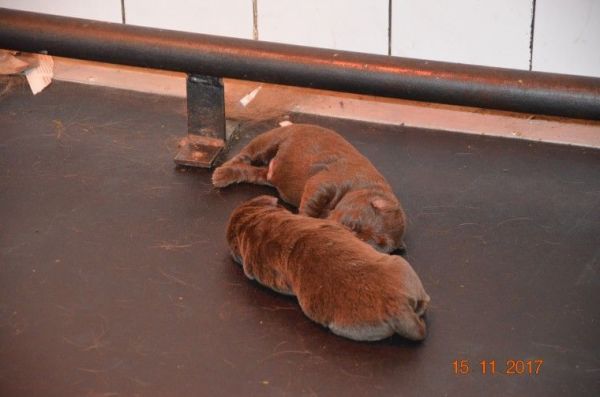 (( ** Unique Chocolate Labrador Puppies ** ))text on ***