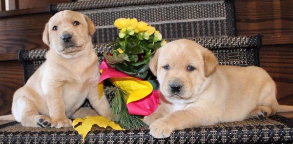 Beautiful Lab Puppies