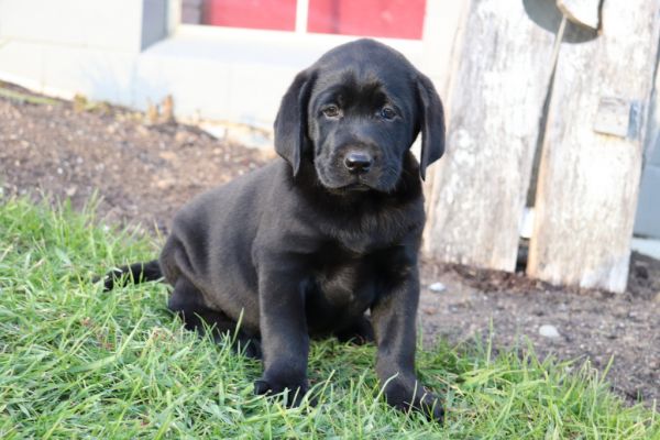 berry lab male akc
