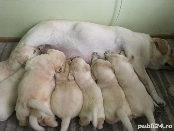 Stunning Labrador Retriever puppies for sale
