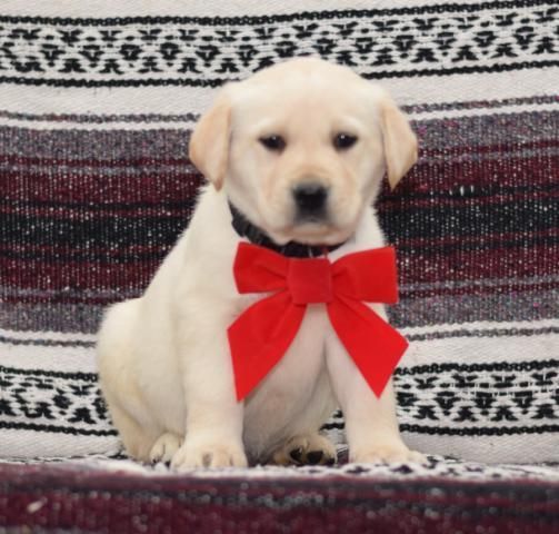 text us on(***) ***-***2