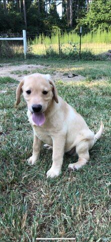 Yellow English Labrador Pups