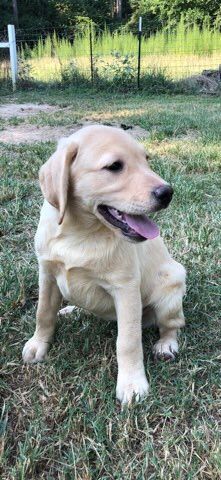 Male Yellow Labrador Pup