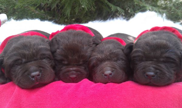Lab Puppies Christmas