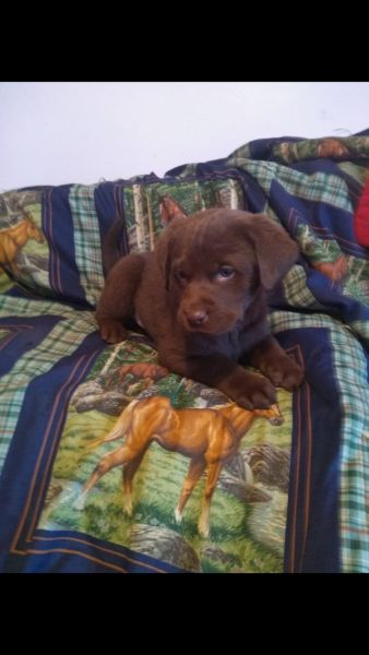 AKC Chocolate Lab Puppies