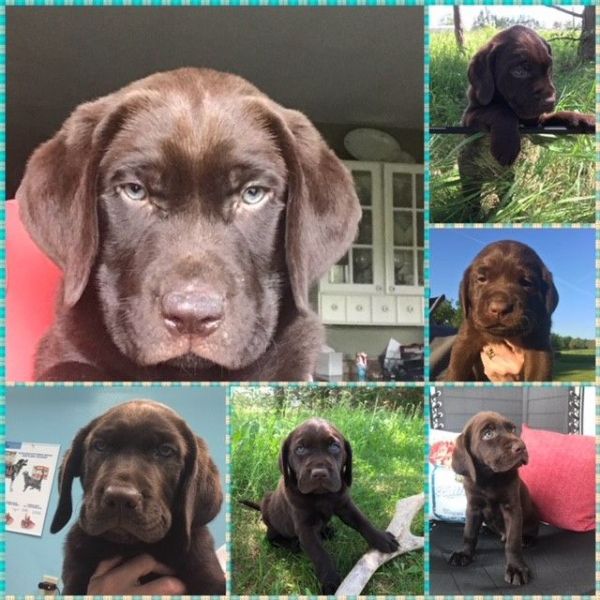 AKC Champion Bloodline English Labrador Puppies