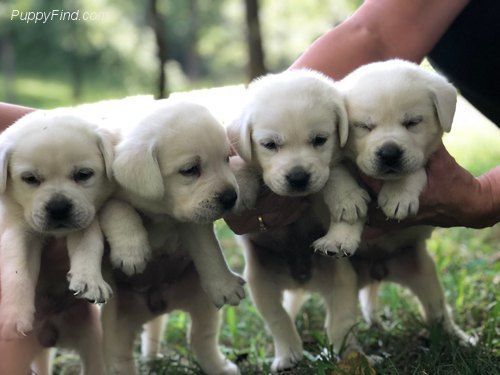 LAB BABIES WHITE