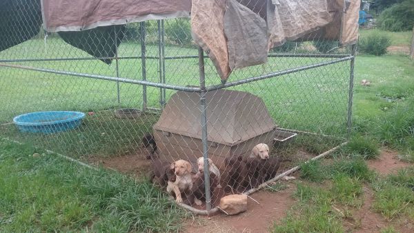 puppies for sale