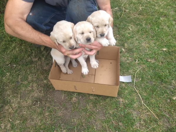 Purebred Yellow Labs